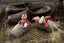 Jacob Klarborg Nisse