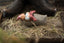 Jacob Klarborg Nisse