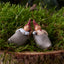 Milas Klarborg Nisse 