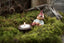 Albert Klarborg Nisse